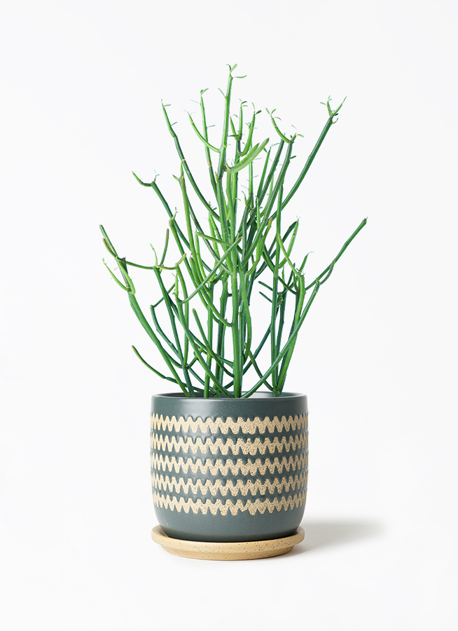 ミルクブッシュ　観葉植物 ミルクブッシュ Table-M | 観葉植物の通販 AND PLANTS (アンドプランツ)