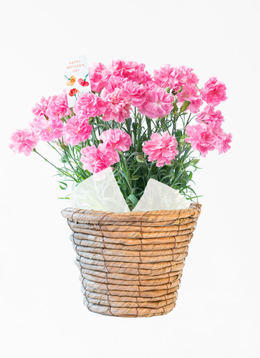 ds-iwate-carnation-serenade-