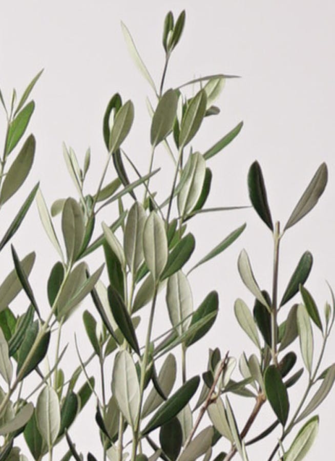 観葉植物 オリーブの木 8号 ルッカ コンカー キューブ 灰 付き / 小倉