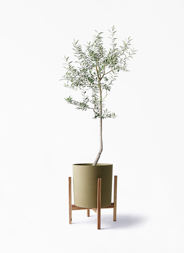 観葉植物 オリーブの木 8号 ルッカ ホルスト シリンダー