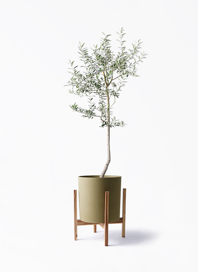 観葉植物 オリーブの木 8号 ルッカ ホルスト シリンダー
