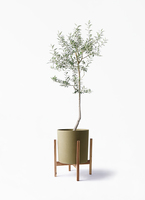 Olive オリーブの木 ルッカ Lucca 5号鉢 オリーブ 観葉植物 オリーブの木 8号 ルッカ ホルスト シリンダー