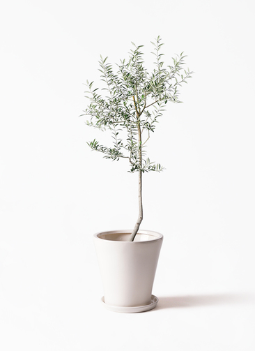 観葉植物 オリーブ 8号 ルッカ サブリナ 白 付き | 観葉植物なら