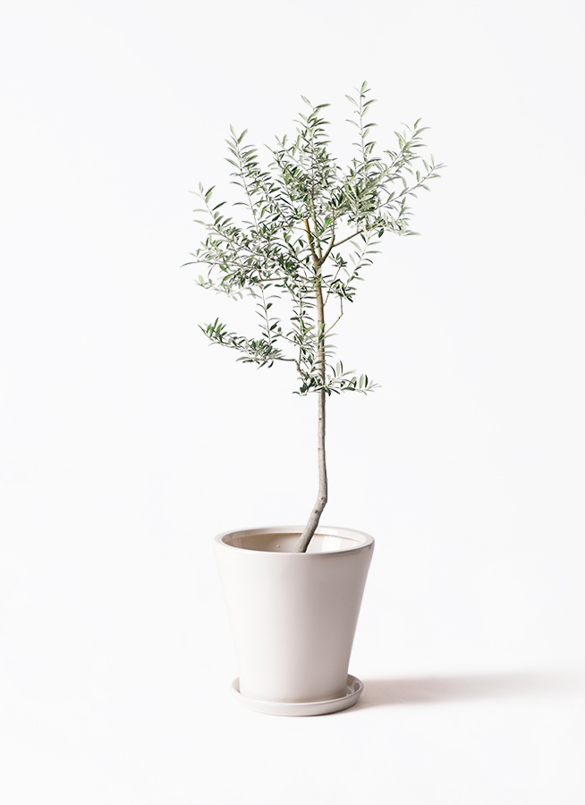 観葉植物 オリーブ 8号 ルッカ エコストーンGray 付き | 観葉