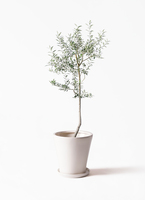 olive-lucca-14_1.jpg?1739329835