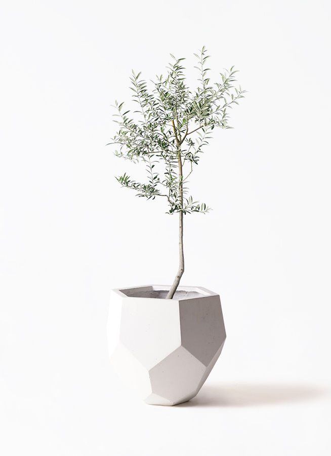 観葉植物 オリーブ 8号 ルッカ アートストーン ラウンド グレー 付き