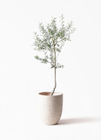 olive-lucca-17_1.jpg?1739329873