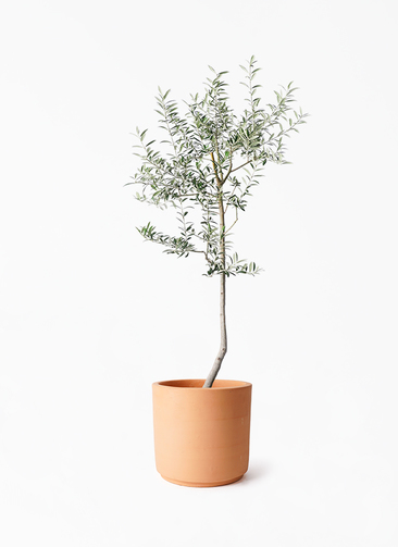 観葉植物 オリーブの木 8号 ルッカ インティ シリンダー 付き | 観葉