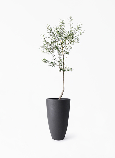観葉植物 オリーブの木 8号 ルッカ フォレストトール ブラック 付き