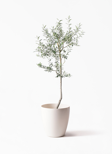 olive-lucca-25_1.jpg?1739329951