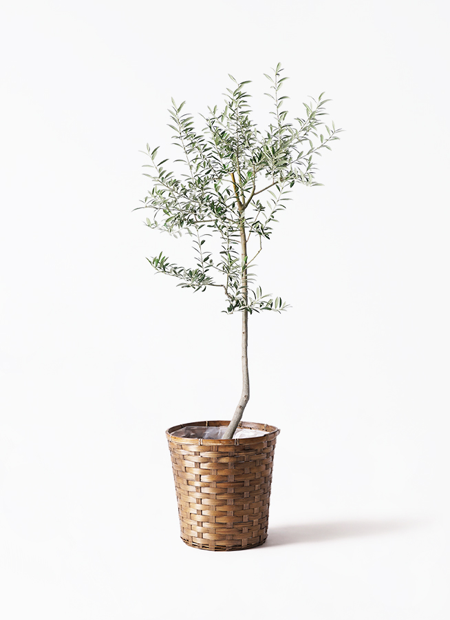 オリーブの木 ルッカ | 観葉植物 | 送料無料でお届け - Hitohana（ひと