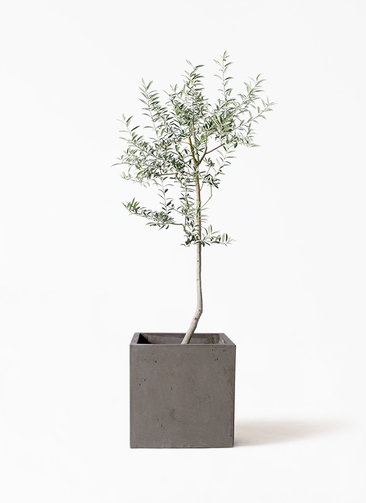 観葉植物 オリーブ 8号 ルッカ コンカー キューブ 灰 付き | 観葉植物
