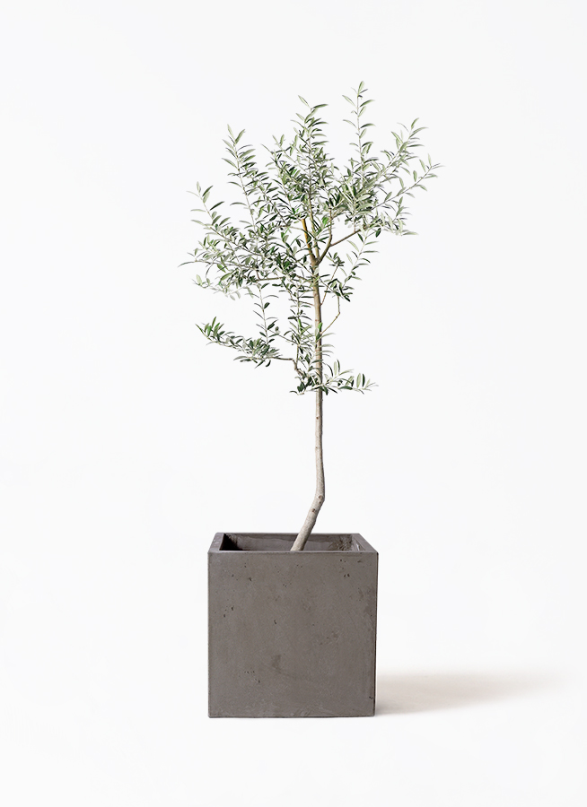 観葉植物 オリーブ 8号 ルッカ コンカー キューブ 灰 付き | 観葉植物