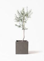 olive-lucca-30_1.jpg?1739329956