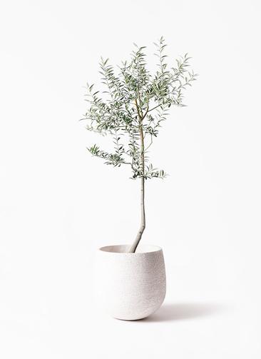 観葉植物 オリーブ 8号 ルッカ エコストーンwhite 付き | 観葉