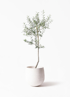 Olive オリーブの木 ルッカ Lucca 5号鉢 オリーブ souju】香川県産オリーブの木 ルッカ 5号鉢 ② | オリーブの木