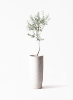 【現品】オリーブ　8号（1）ルッカ olive-lucca-5_1.jpg?1739329963