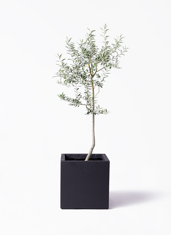 観葉植物 オリーブ 8号 ルッカ プラスチック鉢 | 観葉植物ならHitoHana