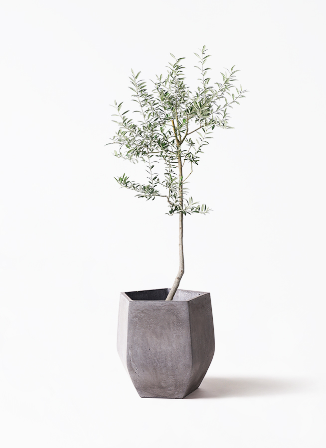 観葉植物 オリーブ 8号 ルッカ エディラウンド 黒 付き | 観葉植物なら