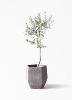 Olive オリーブの木 ルッカ Lucca 5号鉢 オリーブ オリーブの木 ルッカ | 観葉植物 | 送料無料でお届け - Hitohana