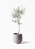 観葉植物 オリーブ 8号 ルッカ エコストーンGray 付き | 観葉