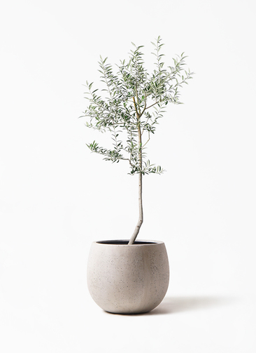 観葉植物 オリーブ 8号 ルッカ テラニアス ローバルーン アンティーク