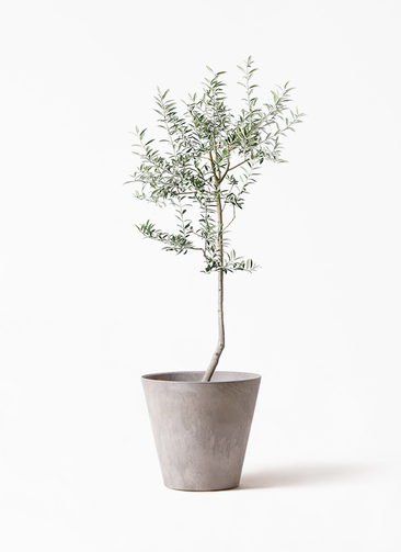 観葉植物 オリーブ 8号 ルッカ アートストーン ラウンド グレー 付き