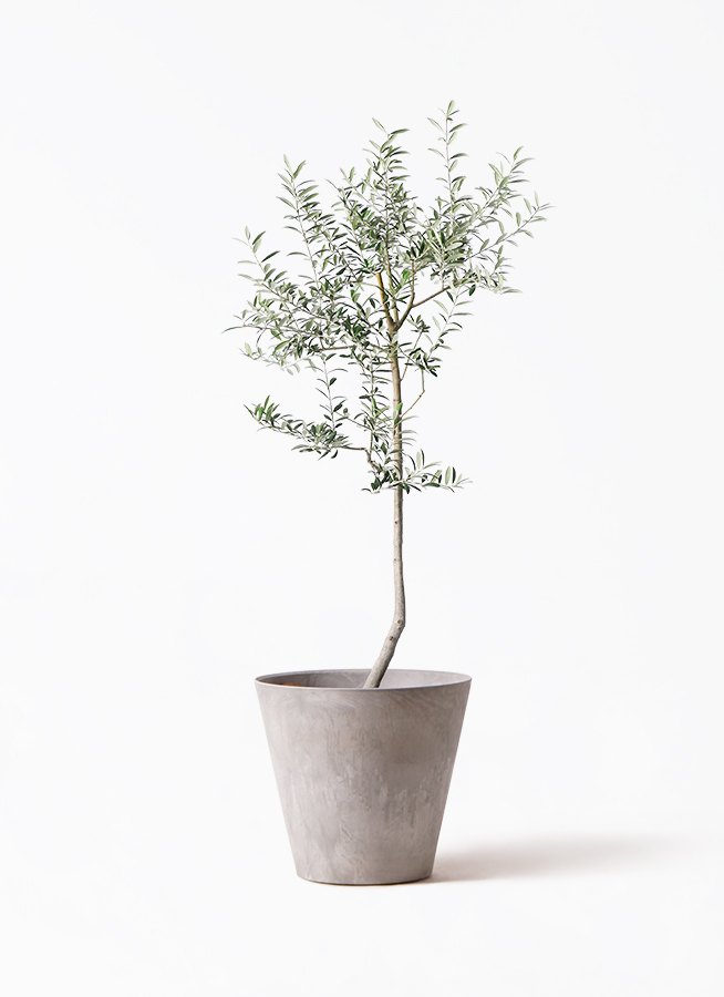 観葉植物 オリーブ 8号 ルッカ アートストーン ラウンド グレー 付き