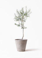 オリーブの木　盆栽風　ルッカ　6号　約25cm　NO.795　人気品種　現品掲載 オリーブの木 盆栽風 ルッカ 6号 約25cm NO.795 人気品種 現品掲載