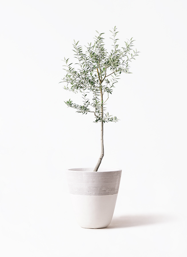 観葉植物 オリーブ 8号 ルッカ ポリゴヘクサ 白 付き | 観葉植物なら