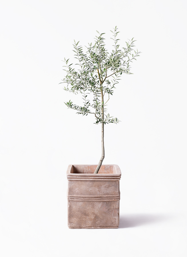 オリーブの木 ルッカ | 観葉植物 | 送料無料でお届け - Hitohana（ひと