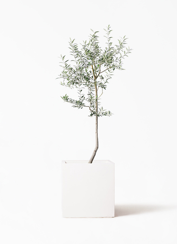 観葉植物 オリーブ 8号 ルッカ バスク キューブ 付き | 観葉植物