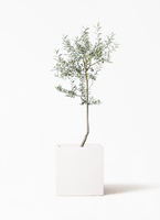 olive-lucca-62_1.jpg?1739330003
