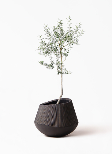 olive-lucca-51_1.jpg?1739330007