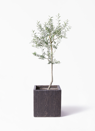 olive-lucca-32_1.jpg?1739330009