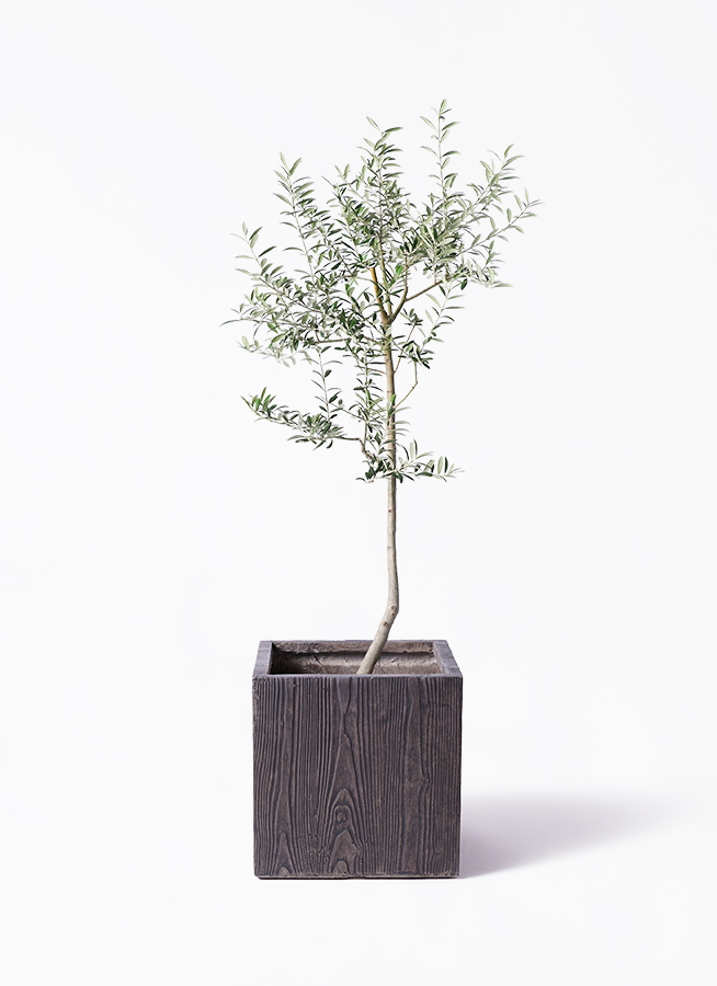 観葉植物 オリーブ 8号 ルッカ プラスチック鉢 | 観葉植物ならHitoHana