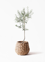 olive-lucca-8_1.jpg?1739330012