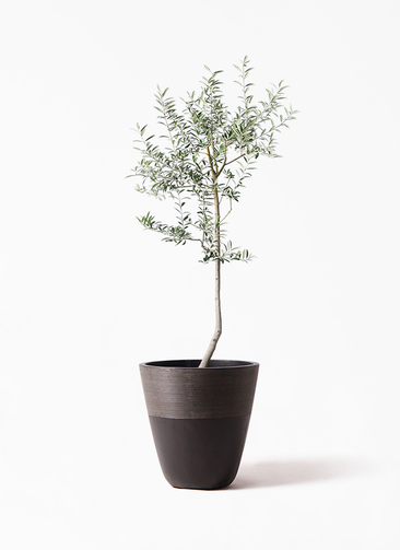 olive-lucca-46_1.jpg?1739330014