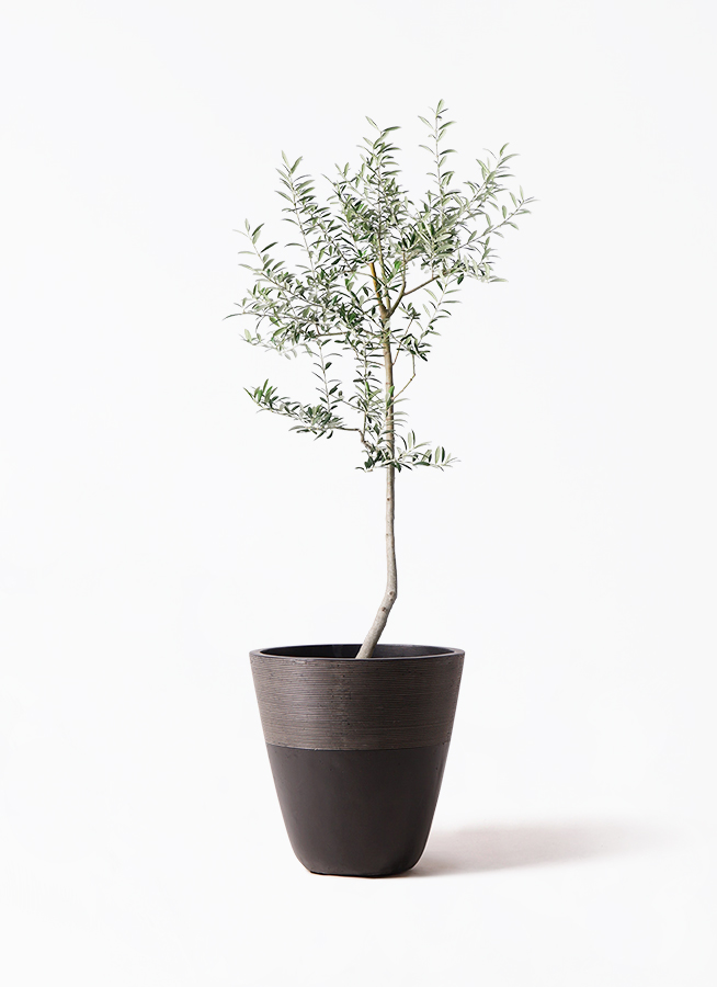 観葉植物 オリーブ 8号 ルッカ ジュピター 黒 付き | 観葉植物なら