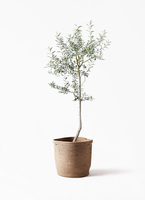 olive-lucca-9_1.jpg?1739330020