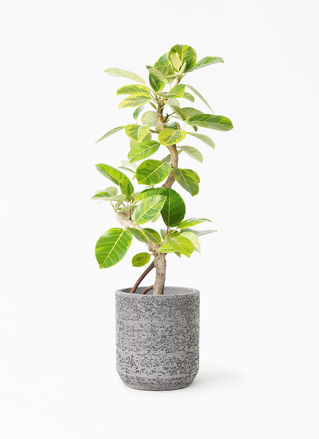 観葉植物 フィカス アルテシーマ 7号 曲り ラスターポット 付き / 天久