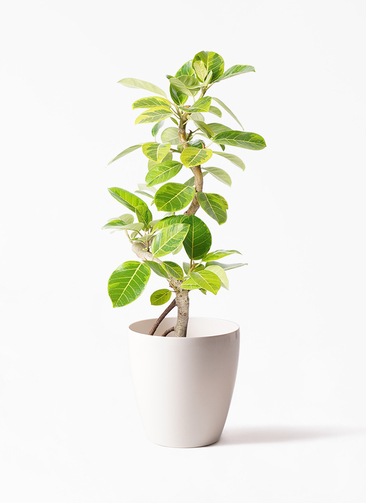 ficus-altissima-1425_1.jpg?