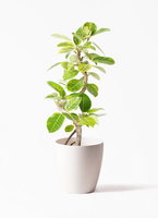 ficus-altissima-1425_1.jpg?