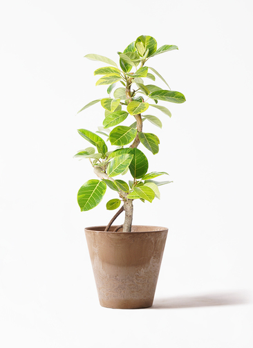 観葉植物　フィカスアルテシーマ 観葉植物 フィカス アルテシーマ 10号 曲り LushBasket (ラッシュ