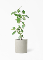 ficus-benghalensis-1208_1.jpg?