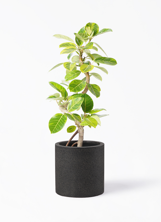 フィカス　アルテシーマ　観葉植物 観葉植物 フィカス アルテシマ