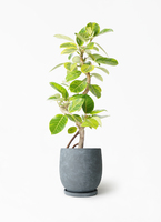 ficus-altissima-1436_1.jpg?