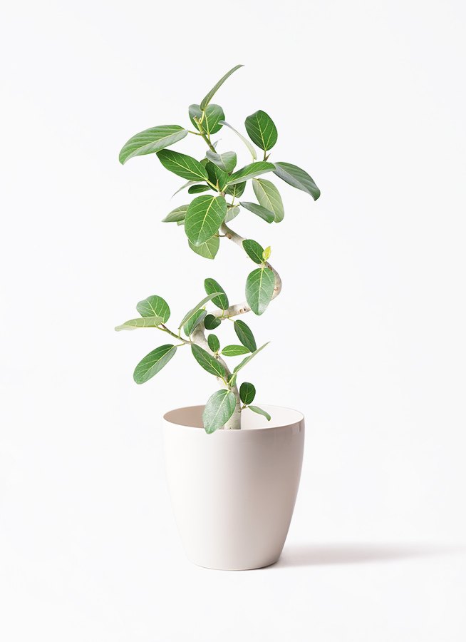 観葉植物 フィカス ベンガレンシス7号 曲り ラスターポット 付き