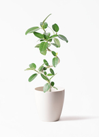 観葉植物 フィカス ベンガレンシス 7号 曲り プラスチック鉢 / 天久