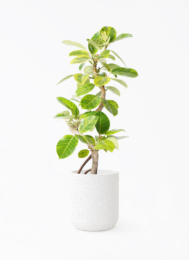 観葉植物 フィカス アルテシーマ 7号 曲り エトナ アリーナ 付き